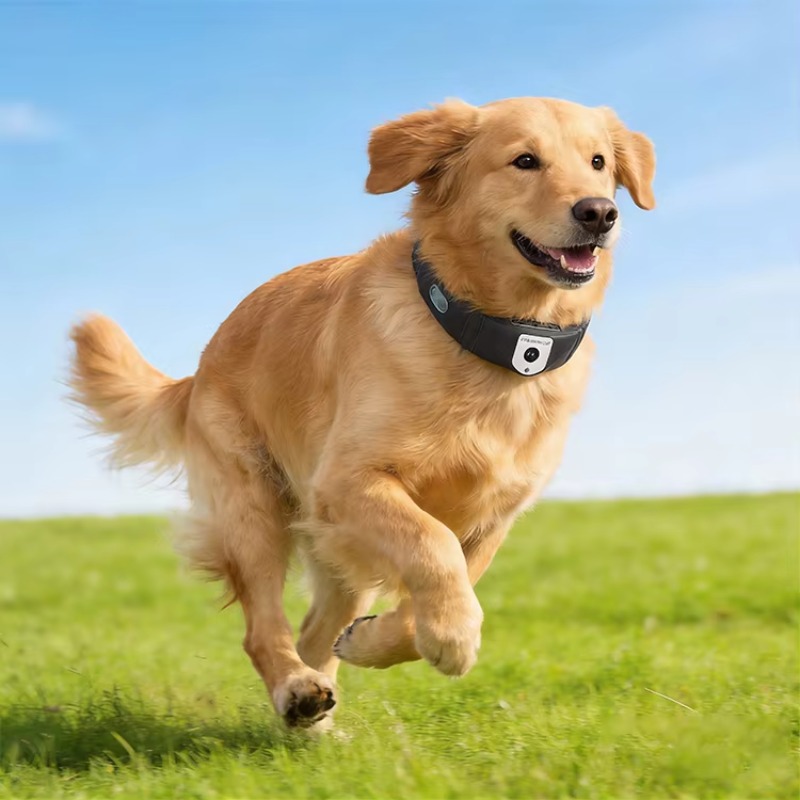 アプリ制御の高精度犬用GPSトラッカー、防水、リアルタイム位 - Outdoor Hunting Dog Collar のレビューと価格
