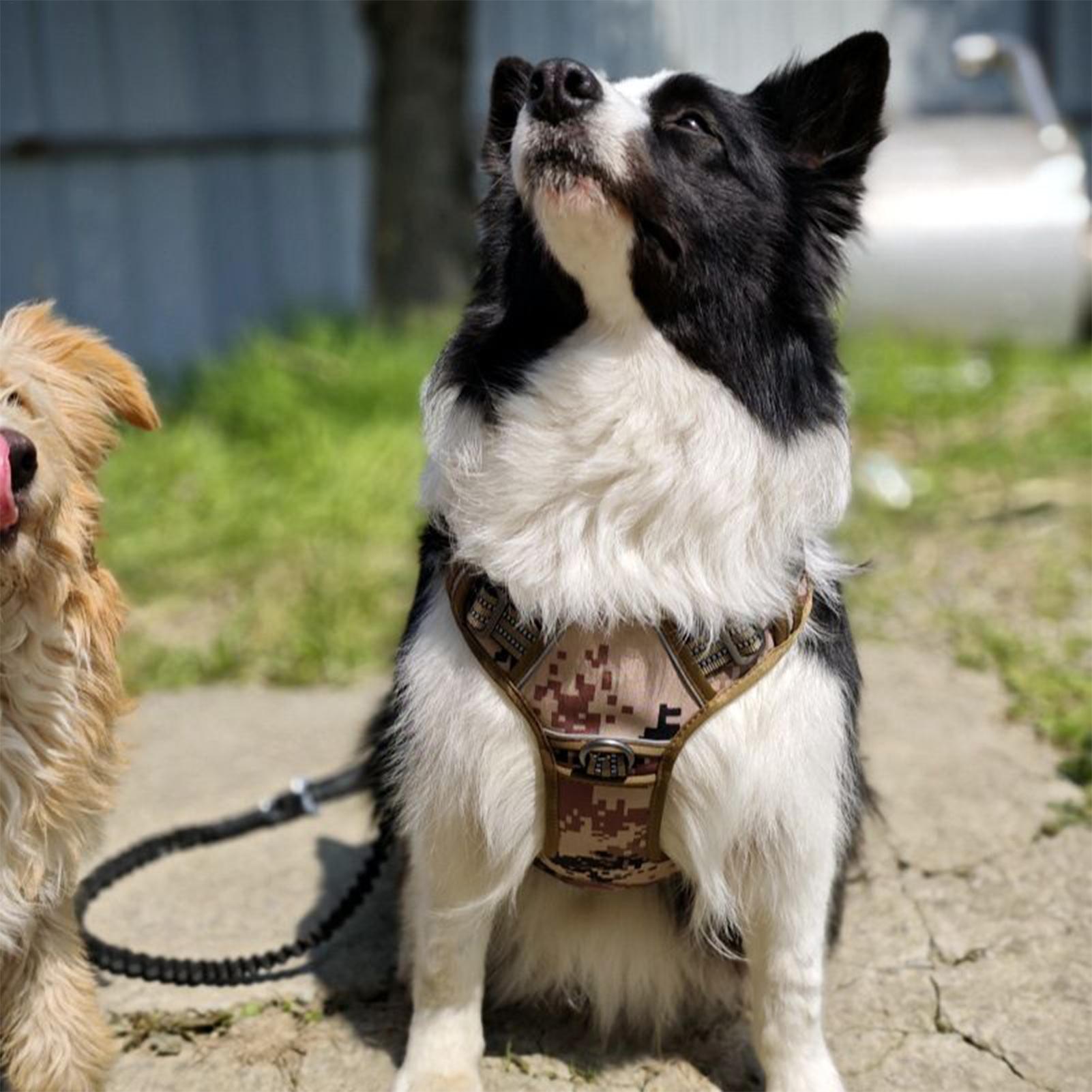 犬用ハーネス メタルバックル 犬の訓練用ハーネス ベスト 調 - Outdoor Hunting Dog Collar のレビューと価格