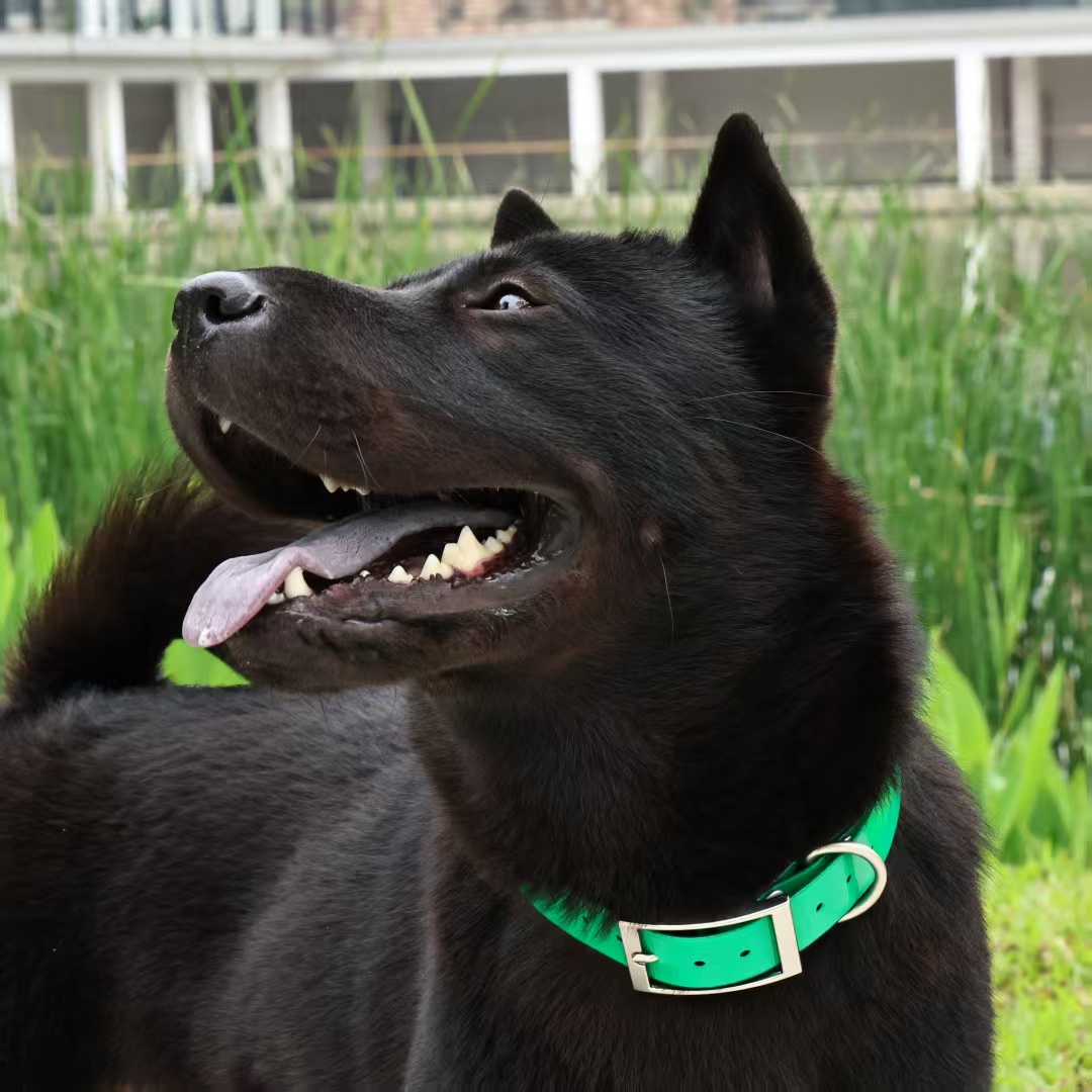 幅2.5cmの頑丈なTPU製犬用首輪、防水、調節可能、8色展 - Outdoor Hunting Dog Collar のレビューと価格